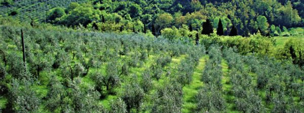 Pieve a Nievole e Montecatini Terme